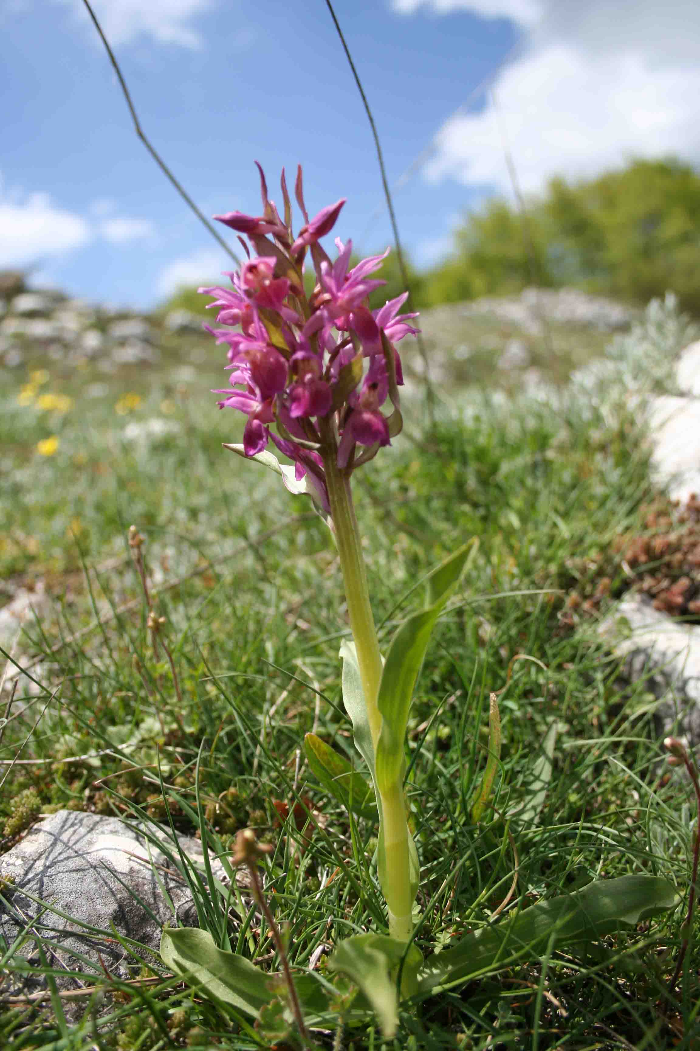 fiori in Abruzzo 1